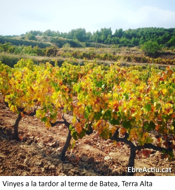 Gandesa acollir� l&rsquo;edici� 2018 del concurs internacional Garnatxes del M�n | EbreActiu.cat, revista digital d&rsquo;oci actiu | Terres de l&rsquo;Ebre ...