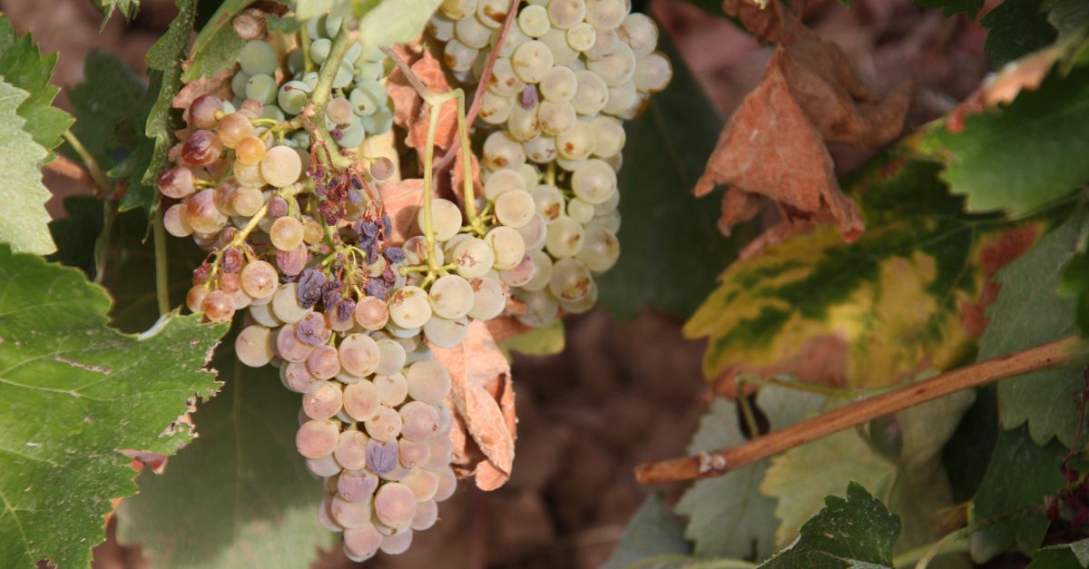 La DO Terra Alta preveu una verema inferior a les darreres campanyes | EbreActiu.cat, revista digital d’oci actiu | Terres de l’Ebre ... La DO Terra Alta preveu una verema inferior a les darreres campanyes | EbreActiu.cat, revista digital d’oci actiu | Terres de l’Ebre ...