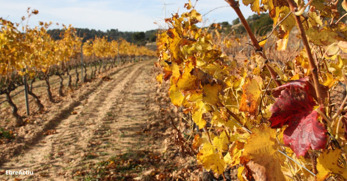 La garnatxa resisteix ms al dficit d’aigua i s’adapta millor a la sequera que la carinyena | EbreActiu.cat, revista digital d’oci actiu | Terres de l’Ebre ...