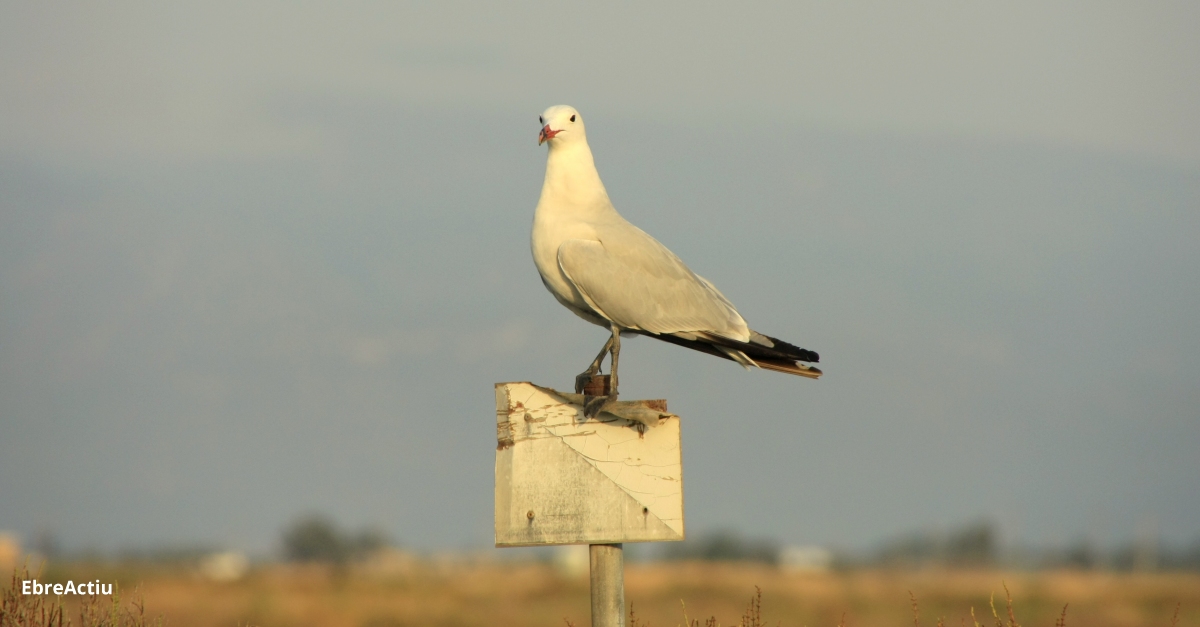 Lenta recuperaci de la gavina corsa al delta de l’Ebre | EbreActiu.cat, revista digital d’oci actiu | Terres de l’Ebre ...