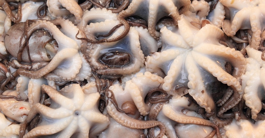 La Generalitat de Catalunya prepara un Pla de Cogestió per la pesca del pop roquer a les Terres de l’Ebre | EbreActiu.cat, revista digital d’oci actiu | Terres de l’Ebre ... La Generalitat de Catalunya prepara un Pla de Cogestió per la pesca del pop roquer a les Terres de l’Ebre | EbreActiu.cat, revista digital d’oci actiu | Terres de l’Ebre ...