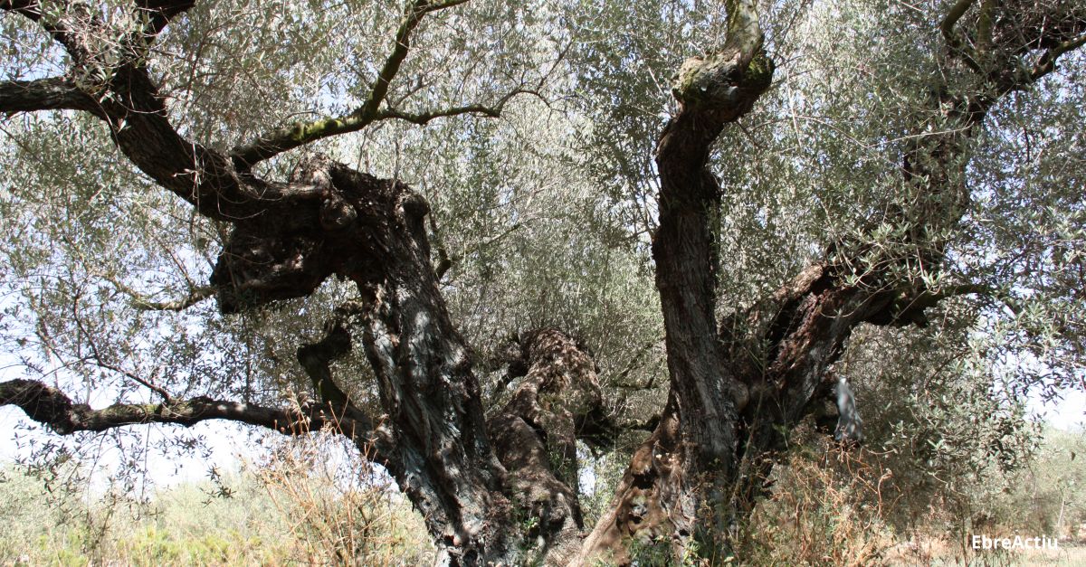 El Gepec compra una finca abandonada d’Ulldecona per protegir les seves oliveres monumentals