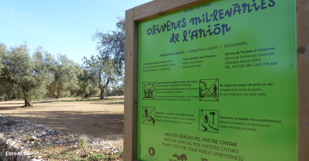 GEPEC-EdC custodia les oliveres monumentals de la partida d’Arin d’Ulldecona