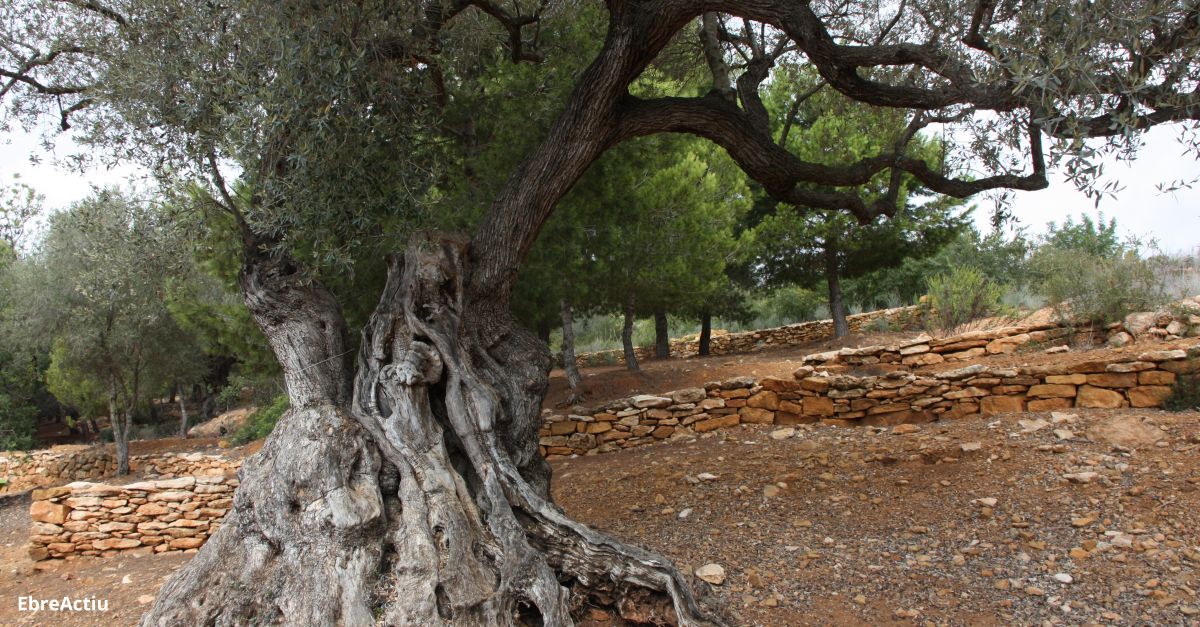 Des del GEPEC-EdC i Salvem Lo Montsi demanen ms protecci per als oliverars monumentals de les Terres de lEbre 