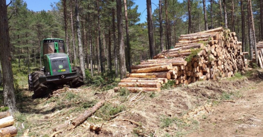 El GEPEC-EdC denuncia la tala darbres dun bosc protegit del Parc Natural dels Ports