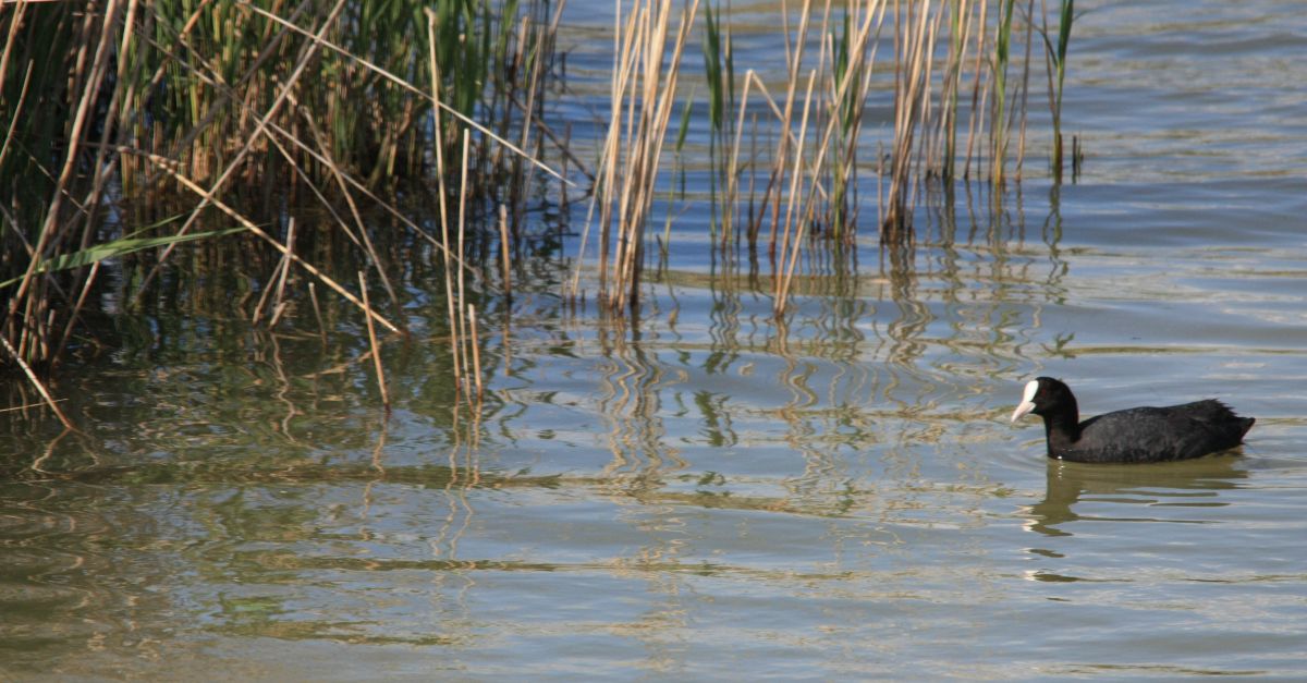El GEPEC reclama la suspensi de les tirades dnecs i fotges al delta de lEbre davant la reducci de les poblacions