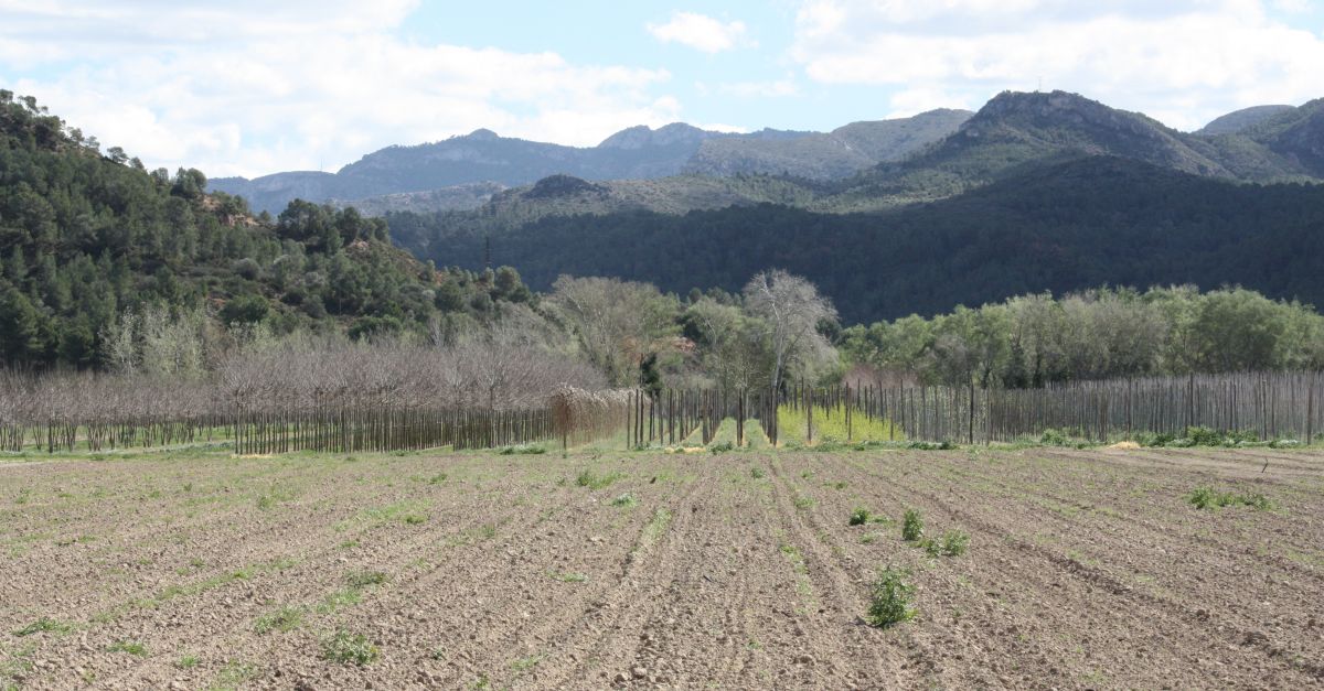 Cientfics investiguen si la gesti forestal pot afavorir que arribi ms aigua als rius | EbreActiu.cat, revista digital d’oci actiu | Terres de l’Ebre ...