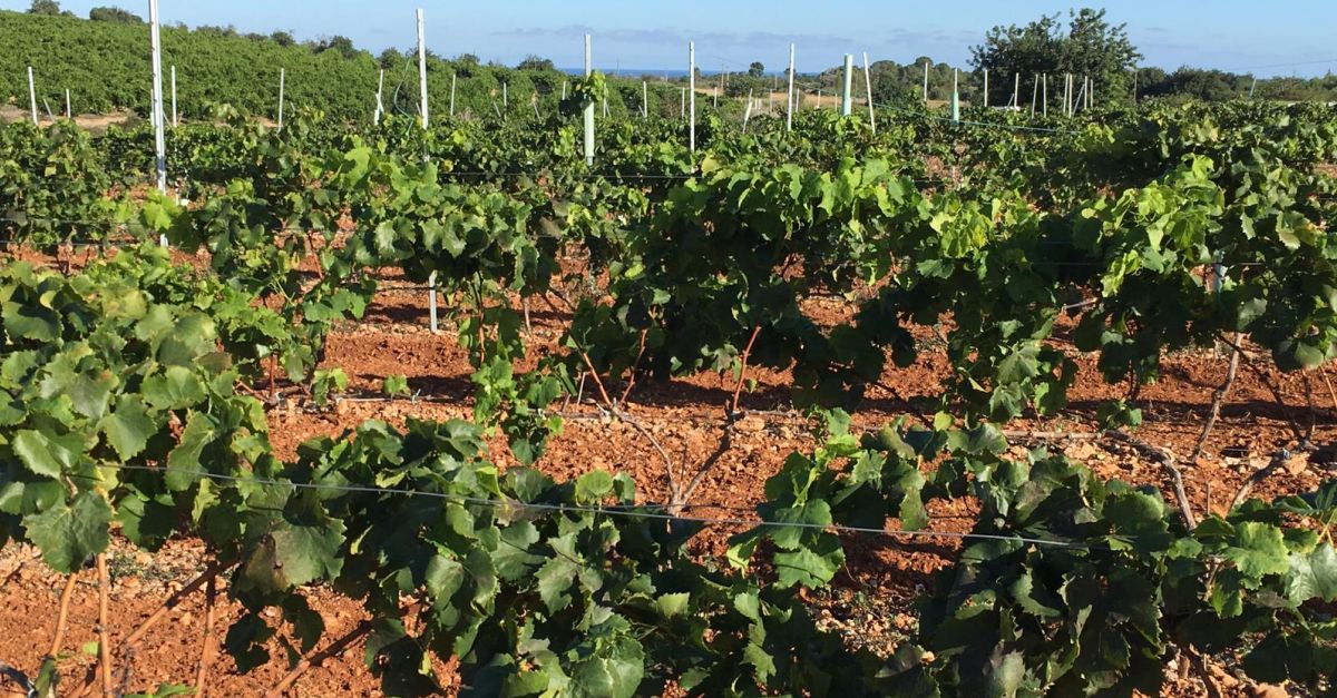 Gimcana familiar per les vinyes del Carlon amb tast de vins i dol�os