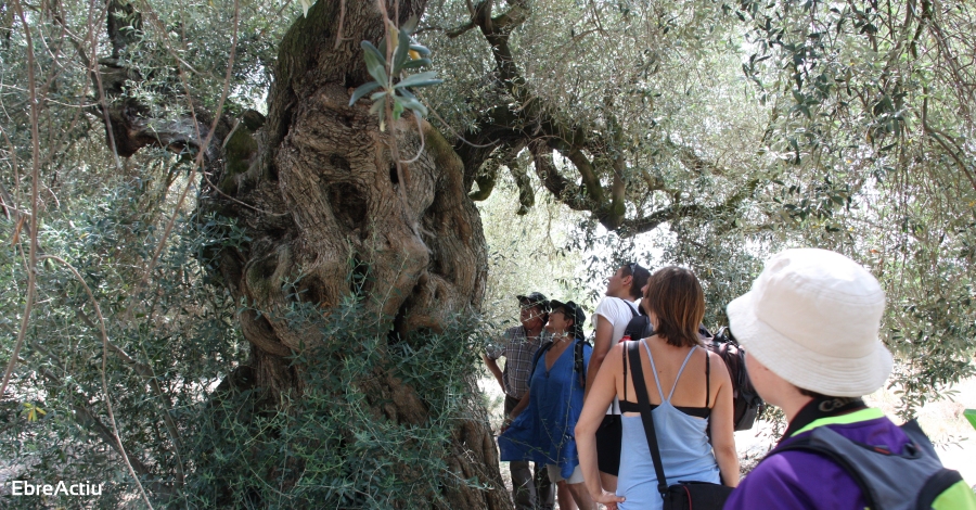 Godall | EbreActiu.cat, revista digital d’oci actiu | Terres de l’Ebre ... Godall | EbreActiu.cat, revista digital d’oci actiu | Terres de l’Ebre ...
