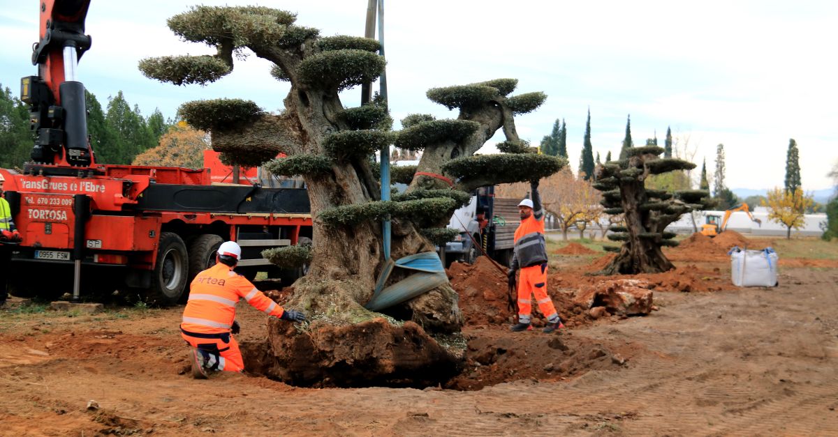 Godall rep les sis primeres oliveres monumentals rescatades pel Govern grcies a la llei que les protegeix