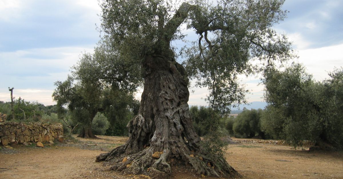 El Govern catal adquireix 48 oliveres monumentals situades en dos vivers dAlcanar i Amposta
