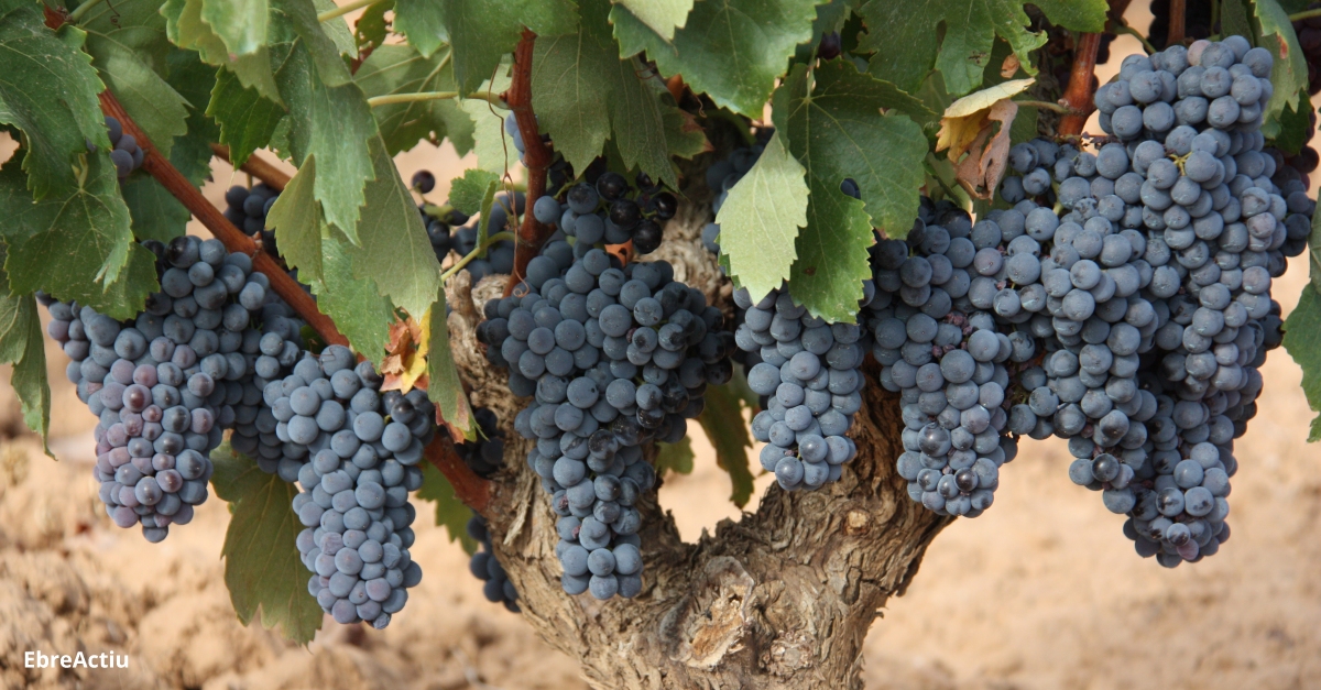 Els vins de la DO Terra Alta aconsegueixen divuit medalles dor al concurs internacional Garnatxes del Mn