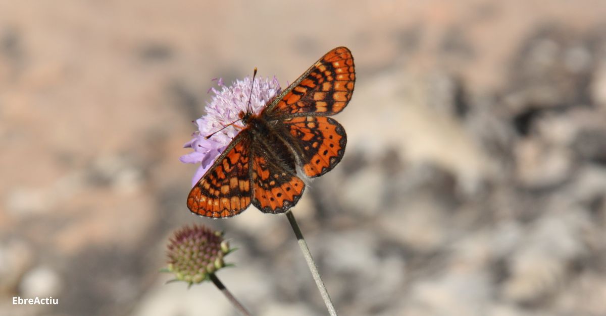 El celler Herncia Alts sadhereix a la xarxa de seguiment de papallones Catalan Butterfly Monitoring Scheme