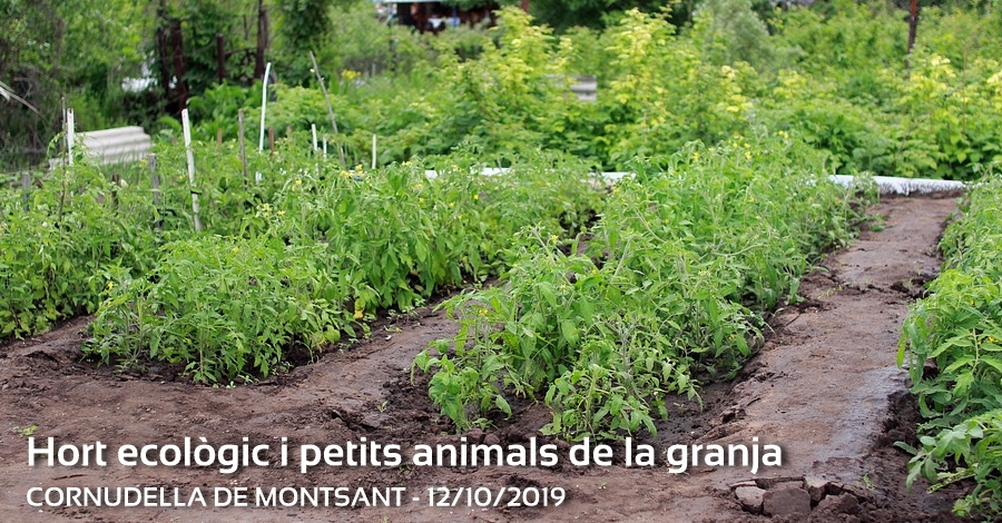Huerto ecol�gico y peque�os animales de la granja