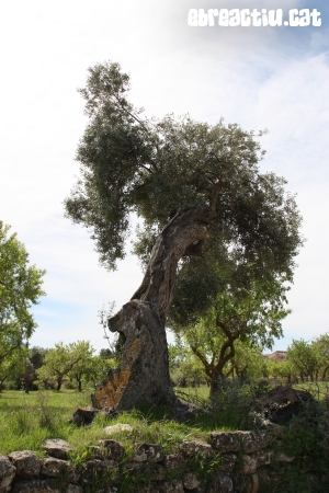 Horta de Sant Joan - Convent de Sant Salvador | EbreActiu.cat, revista digital d&rsquo;oci actiu | Terres de l&rsquo;Ebre ...