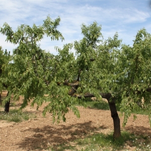 �lbum Convent de Sant Salvador d&rsquo;Horta de Sant Joan