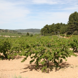 �lbum Convent de Sant Salvador d&rsquo;Horta de Sant Joan