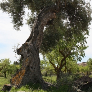 �lbum Convent de Sant Salvador d&rsquo;Horta de Sant Joan