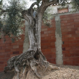 �lbum Convent de Sant Salvador d&rsquo;Horta de Sant Joan
