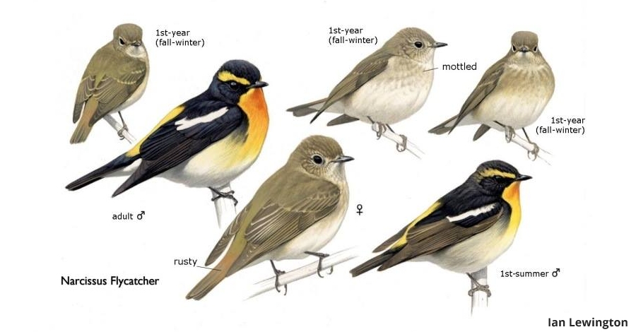 Lillustrador docells Ian Lewington ser al Delta Birding Festival