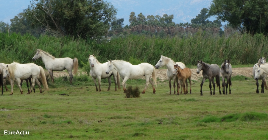 Buda & Bike, l’Illa de Buda a cop de pedal | EbreActiu.cat, revista digital d’oci actiu | Terres de l’Ebre ... Buda & Bike, l’Illa de Buda a cop de pedal | EbreActiu.cat, revista digital d’oci actiu | Terres de l’Ebre ...