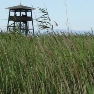 �lbum: illa de Buda (delta de l&rsquo;Ebre)