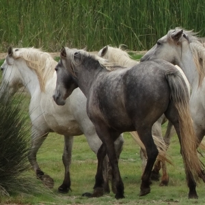 �lbum: isla de Buda (delta del Ebro)
