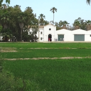 �lbum: isla de Buda (delta del Ebro)