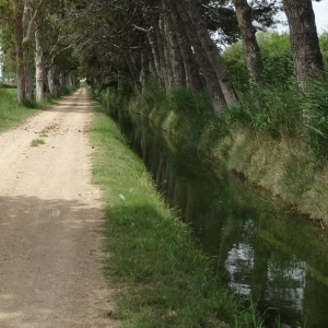 �lbum: illa de Buda (delta de l&rsquo;Ebre)