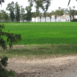 �lbum: illa de Buda (delta de l&rsquo;Ebre)