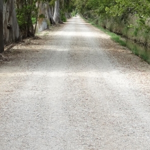 lbum: illa de Buda (delta de l’Ebre)