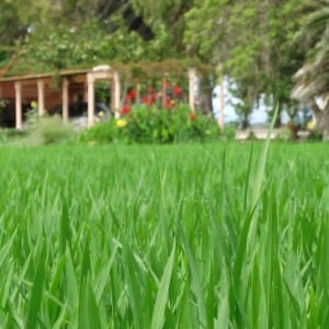 �lbum: isla de Buda (delta del Ebro)