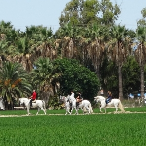 �lbum: isla de Buda (delta del Ebro)