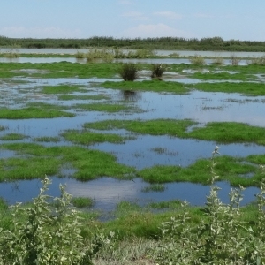 �lbum: isla de Buda (delta del Ebro)