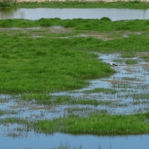 �lbum: isla de Buda (delta del Ebro)