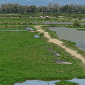 �lbum: illa de Buda (delta de l&rsquo;Ebre)