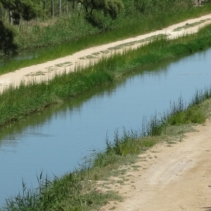 �lbum: isla de Buda (delta del Ebro)