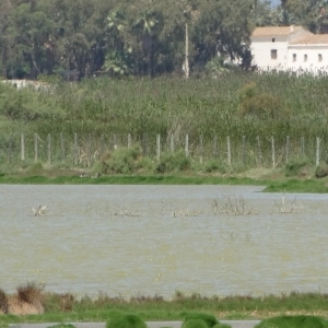 �lbum: illa de Buda (delta de l&rsquo;Ebre)