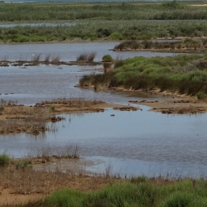 �lbum: isla de Buda (delta del Ebro)