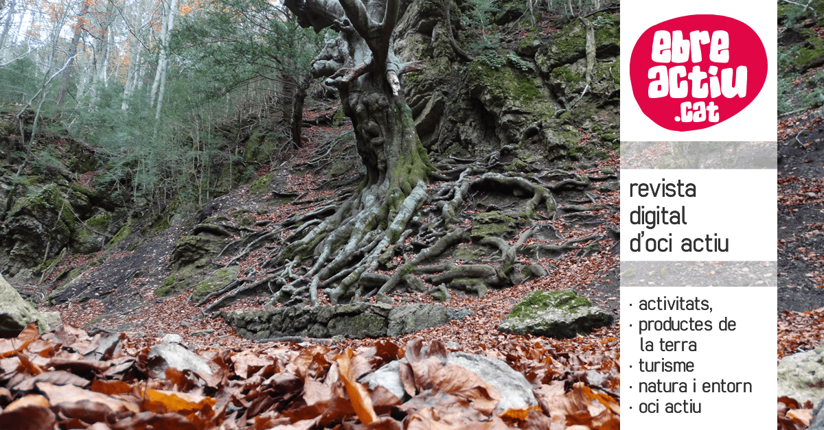 link bio instagram | EbreActiu.cat, revista digital d’oci actiu | Terres de l’Ebre ...