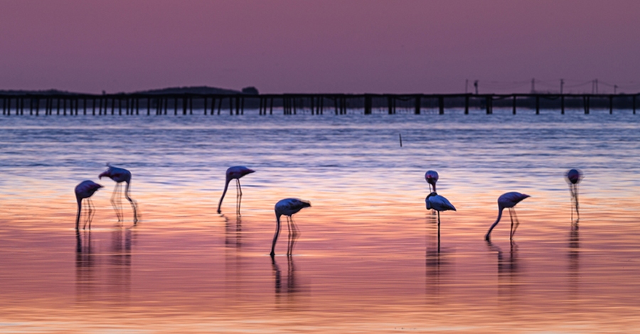 Inauguració de l’exposició fotogràfica «Lo Delta 4.30» | EbreActiu.cat, revista digital d’oci actiu | Terres de l’Ebre ... Inauguració de l’exposició fotogràfica «Lo Delta 4.30» | EbreActiu.cat, revista digital d’oci actiu | Terres de l’Ebre ...