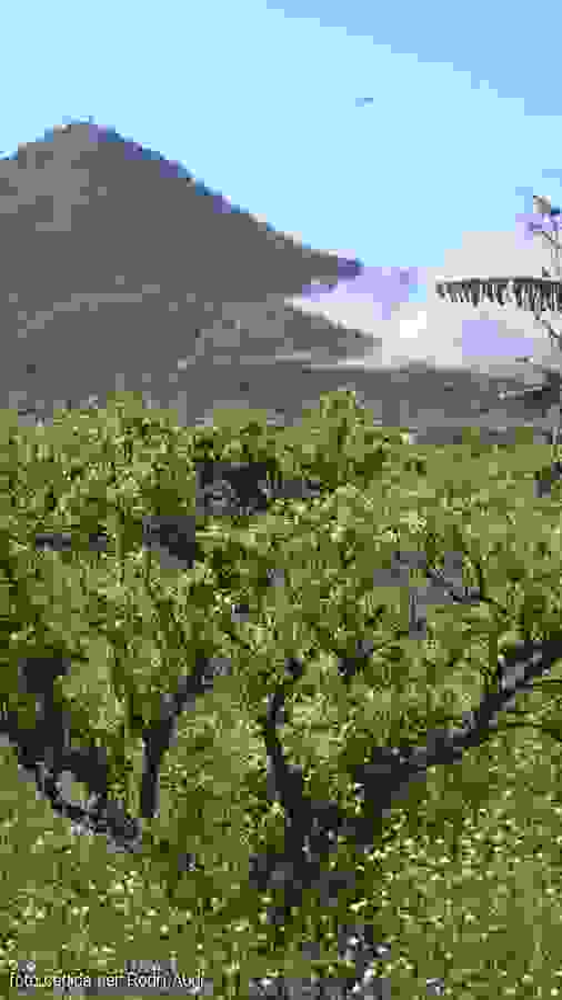 Un incendi crema 1,5 Ha al Montsianell (Amposta) | EbreActiu.cat, revista digital d&rsquo;oci actiu | Terres de l&rsquo;Ebre ...