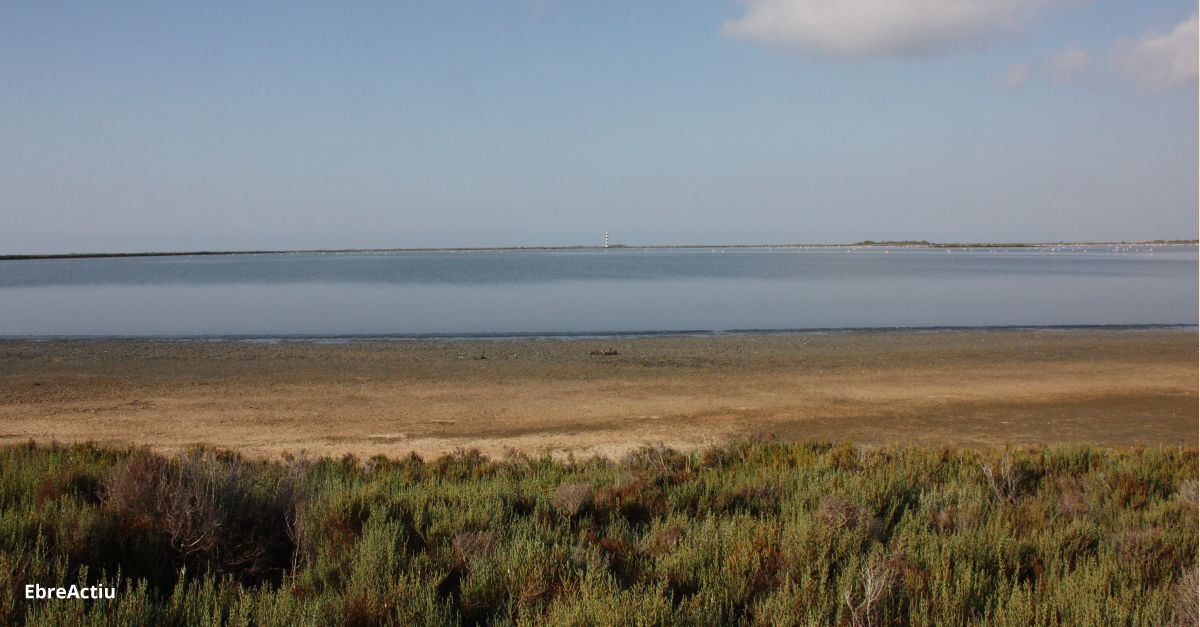 Infosa inverteix 120.000 euros en restaurar zones de cria dels ocells de les salines de la Trinitat