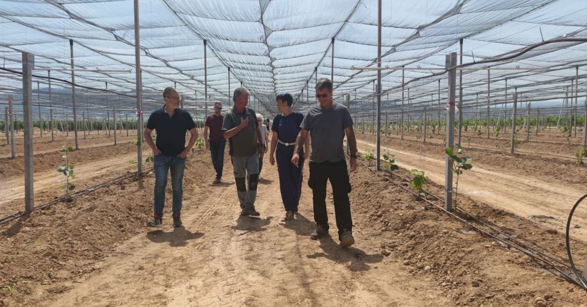 Comena la plantaci de kiwis a la Ribera dEbre