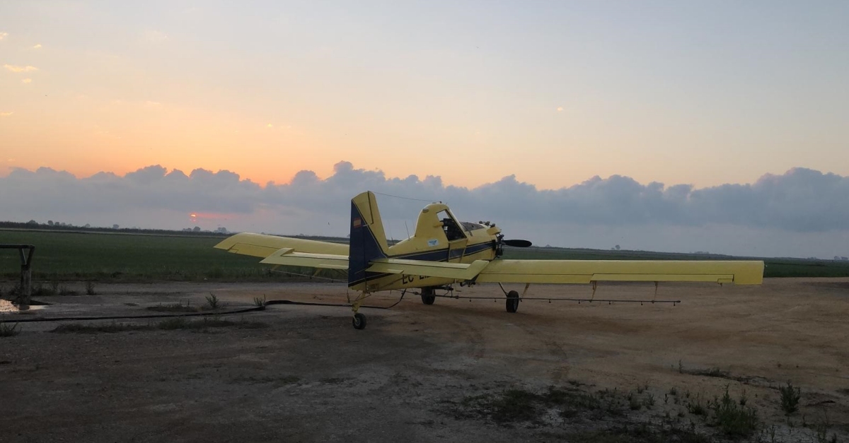 Comencen els tractaments en contra dels mosquits dels arrossars prxims als nuclis habitats del delta de lEbre