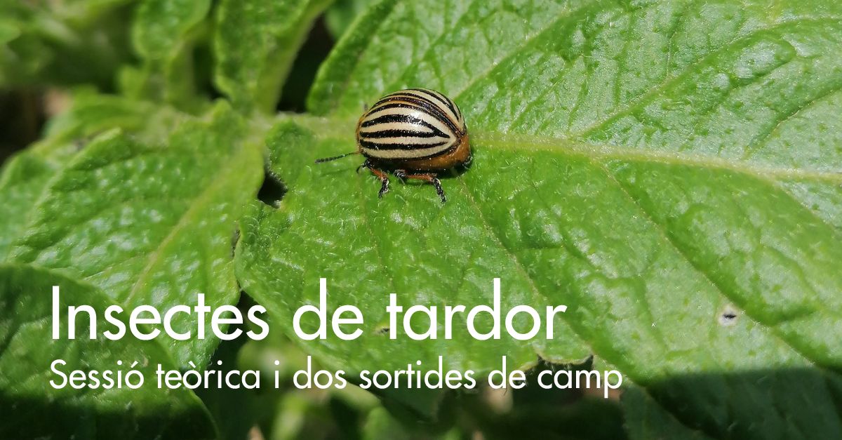 Curso: Insectos de oto�o