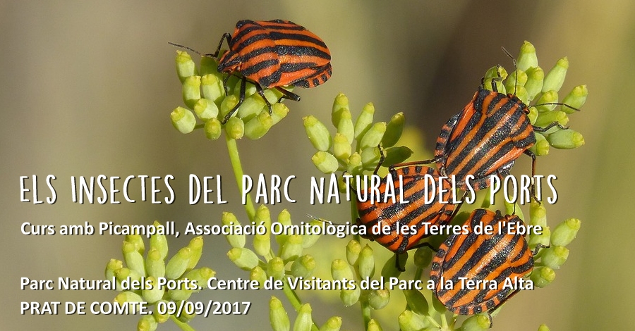 Curs: Els insectes dels Ports Curs: Els insectes dels Ports