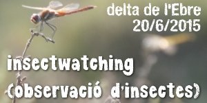 Insectwatching (observaci� d�insectes)
