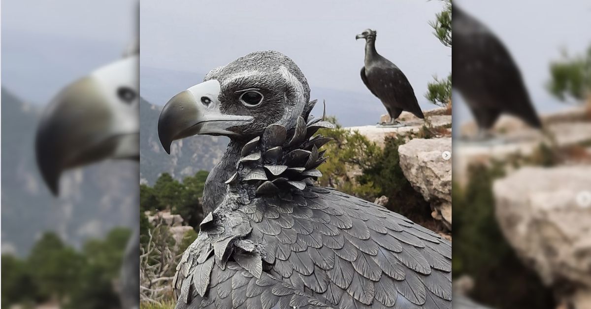 Instal·len disset plataformes de voltor negre en boscos dels Ports | EbreActiu.cat, revista digital d’oci actiu | Terres de l’Ebre ... Instal·len disset plataformes de voltor negre en boscos dels Ports | EbreActiu.cat, revista digital d’oci actiu | Terres de l’Ebre ...
