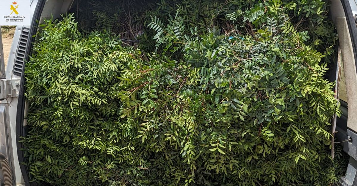 Intervenen prop de 500 quilos de matissa recol·lectada sense autorització a l’Ametlla de Mar | EbreActiu.cat, revista digital d’oci actiu | Terres de l’Ebre ... Intervenen prop de 500 quilos de matissa recol·lectada sense autorització a l’Ametlla de Mar | EbreActiu.cat, revista digital d’oci actiu | Terres de l’Ebre ...